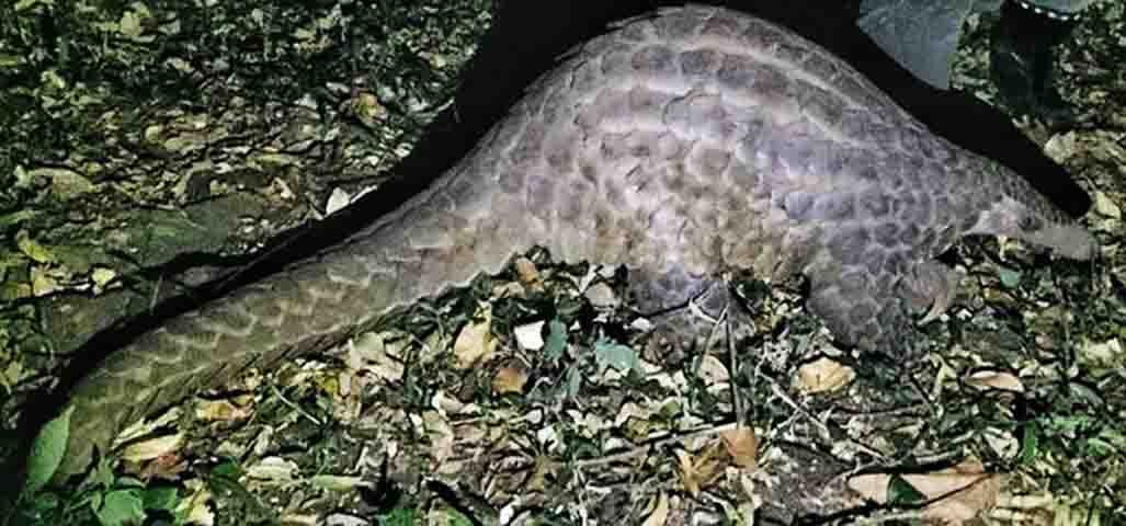 O pangolim-gigante, como o nome sugere, é o maior da família. Pode ultrapassar 1,5 metro de comprimento e pesar mais de 30 quilos. Vive em florestas tropicais da África Central e Ocidental, e também está sob risco de extinção.