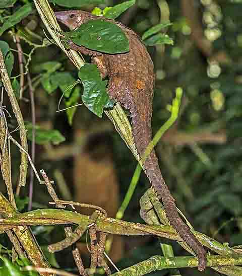 Em 2016, todos os pangolins foram incluídos no Anexo I da Convenção sobre Comércio Internacional de Espécies Ameaçadas (CITES), que proíbe qualquer comércio internacional. Mesmo assim, redes de contrabando continuam operando, muitas vezes com a conivência de autoridades locais.