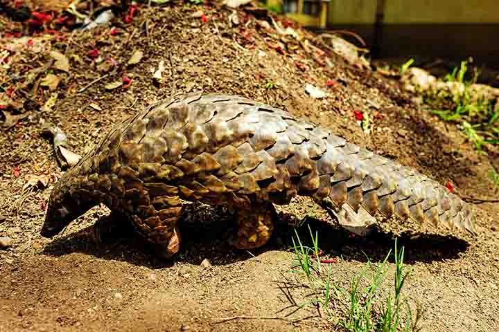 Ao mesmo tempo, sua carne é considerada uma iguaria em alguns países, o que alimenta ainda mais a perseguição ao animal.
