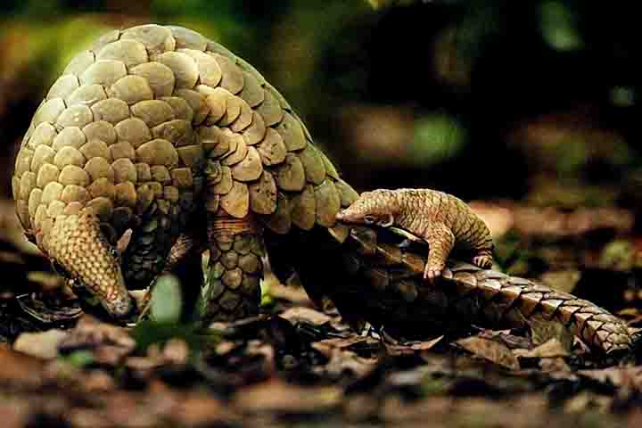 Apesar das diferenças, todas as espécies enfrentam os mesmos desafios. O comércio ilegal é um inimigo persistente, que alimenta uma cadeia criminosa transnacional.