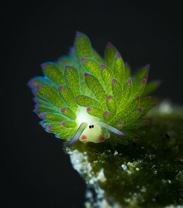 Ela habita algas marinhas nas águas do Japão, Indonésia e Filipinas, e fica entre 9 e 18 metros de profundidade.