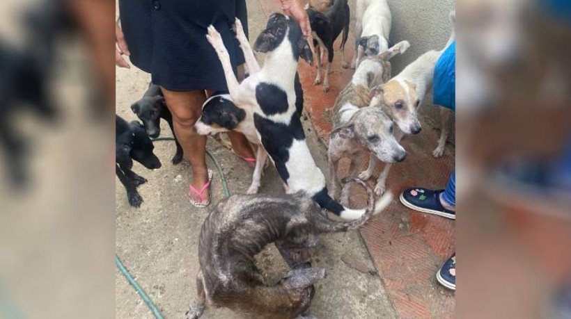 Cachorros foram encontrados em uma casa abandonada 