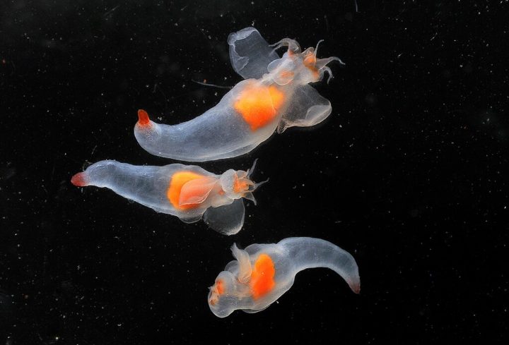 Medindo até 10 mm de comprimento e uma expectativa de vida de um ano, esse animal pertence à subclasse dos moluscos opistobrânquios, que incluem lesmas e borboletas-do-mar (foto).