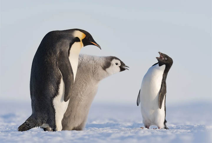O mundo animal tem brigas por sobrevivência, caçadas, presas e predadores. Mas também tem proteção e atenção de uns animais com os outros. E isso ocorre particularmente em relação aos filhotes. Veja algumas espécies que têm fama de carinhosas com as crias, destacando-se pelo jeito protetor e afetuoso. 