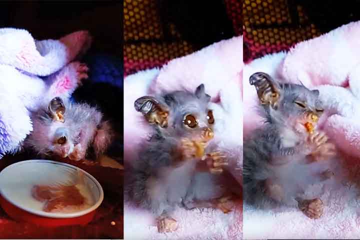 O animal, ainda mais vulnerável por sua aparência delicada, foi identificado como um bush baby, também conhecido como galago. Esse pequeno primata noturno é nativo da África Subsaariana, e o filhote resgatado foi descrito como o menor galago que o hospital já havia atendido. 