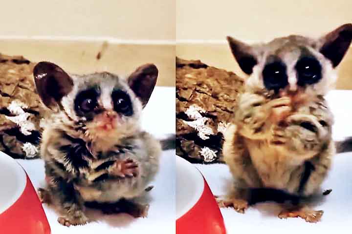 Após ser resgatado, o filhote recebeu cuidados intensivos, incluindo alimentação especializada e um ambiente seguro. Com o passar do tempo, o pequeno galago, batizado de Pebble, começou a mostrar sinais de recuperação.