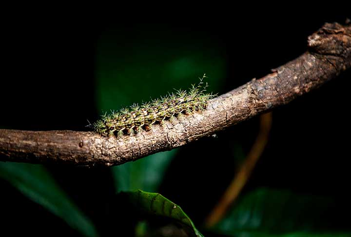 O envenenamento pode provocar dermatite urticante, queimação, dor, inchaço, cefaleia, mal-estar, náuseas, vômitos, ansiedade, dor muscular, dor abdominal, hipotermia (sensação de frio) e hipotensão (pressão baixa).