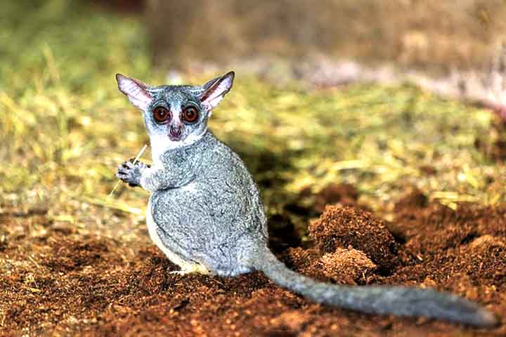 Sua principal característica é a habilidade de se mover com grande agilidade entre as árvores. Os galagos são saltadores excepcionais, utilizando suas pernas traseiras poderosas e caudas longas para percorrer grandes distâncias.