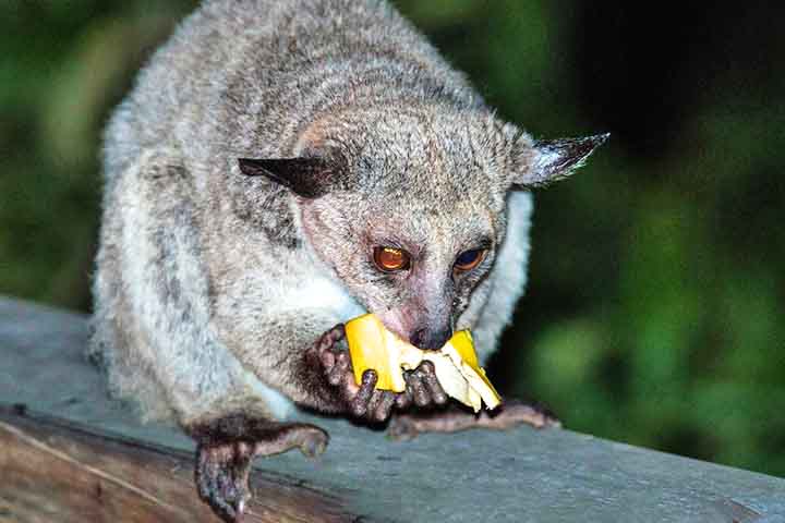 Durante o dia, os galagos se escondem em locais seguros, como cavidades de árvores ou ninhos abandonados, e somente à noite saem para buscar alimento.