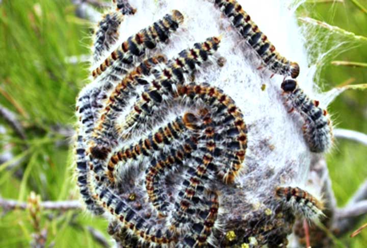 Ela recebeu o soro em 48 horas, no décimo dia depois do envenenamento (terceiro dia de internação). Contudo, o quadro da jovem já havia progredido para hemorragia pulmonar, lesão renal aguda e coagulação intravascular, levando à falência de múltiplos órgãos.