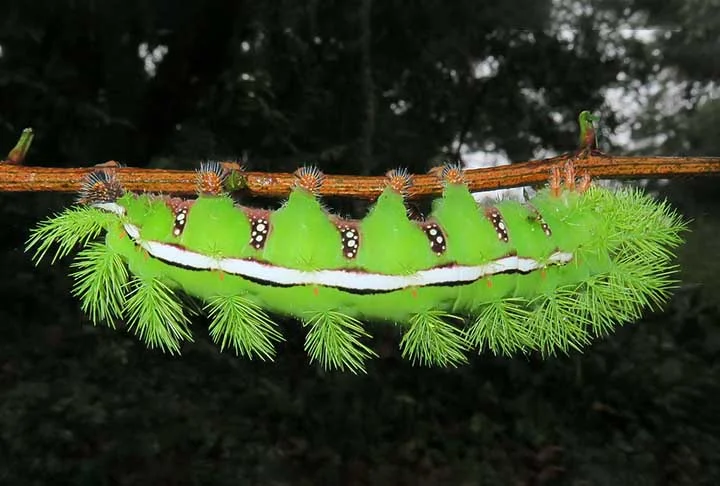 Encontrada do Canadá à Flórida, a lagarta da mariposa io possui espinhos em forma de pom-pom. Eles, por menor que sejam, tem um veneno que pode causar uma coceira dolorida, ou até mesmo dermatite.
