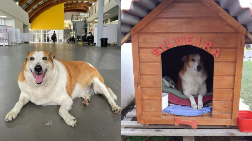 O cão Silveira, que vive na UFSM, faz sucesso nas redes sociais