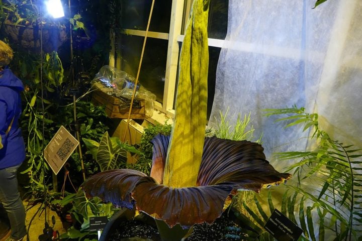 Além disso, a Rafflesia arnoldii se destaca por ser a maior flor do mundo, podendo atingir até 1,1 m de diâmetro e pesar cerca de 11 kg. Suas pétalas, grossas e carnudas, podem chegar a quase 2 cm de espessura.