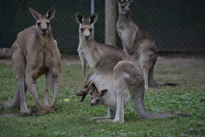 Por serem mamíferos marsupiais, isso significa que as fêmeas carregam seus filhotes em uma bolsa até que eles estejam prontos para viver por conta própria. 