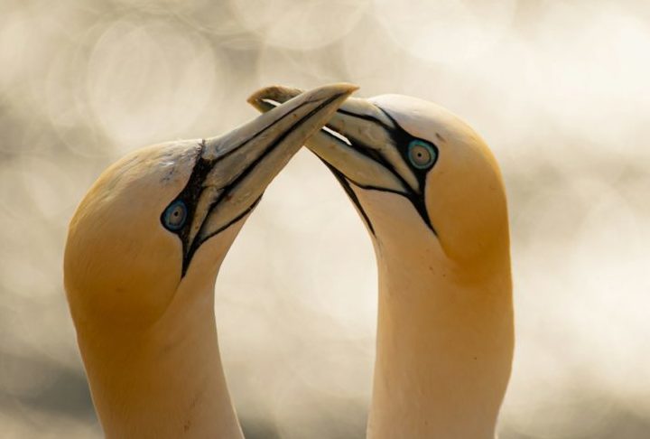 Para a conquista, alguns animais fazem danças, outros travam batalhas sangrentas, tudo para conseguir atrair o parceiro ideal. Algumas aves estão entre as espécies mais fiéis do planeta. 