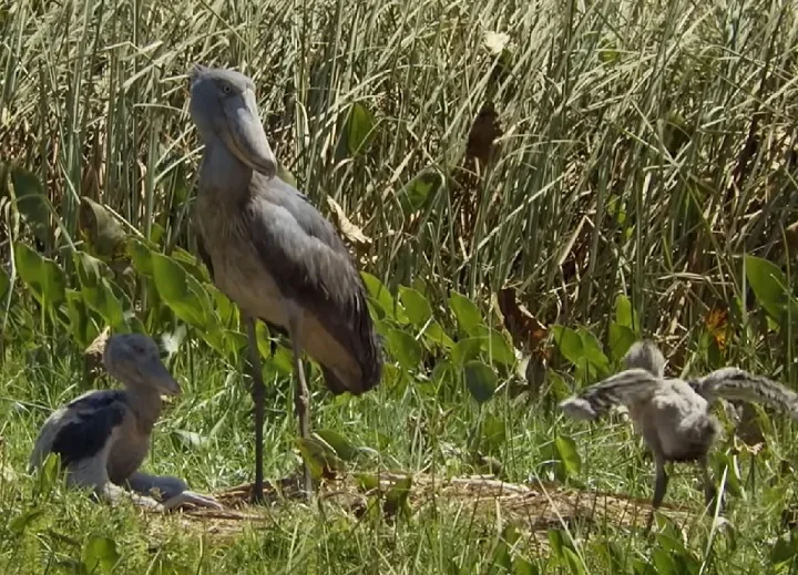 Cada ninhada pode ter até três ovos, mas é comum que apenas um filhote sobreviva até a fase adulta, devido à competição intensa entre irmãos.