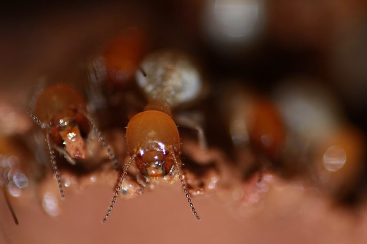 Cupins: Em suas colônias complexas, as cupins apresentam um comportamento monogâmico peculiar: o rei e a rainha formam um par inseparável, responsáveis pela reprodução e organização do grupo.