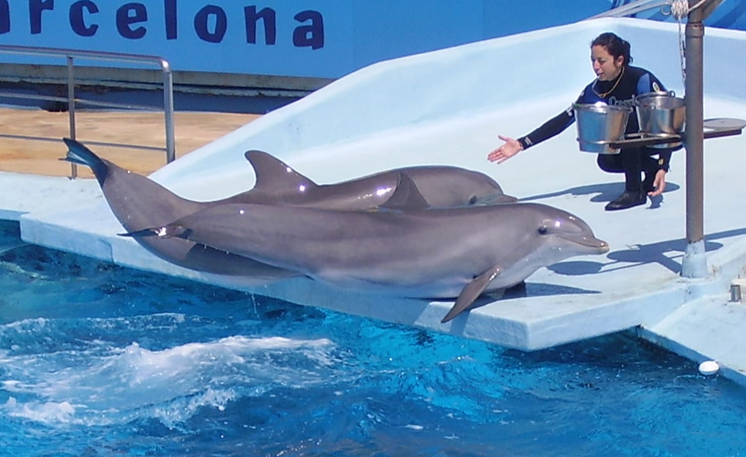 Golfinhos são passíveis de treinamento para apresentações em parques aquáticos. Na foto, uma treinadora guia dois golfinhos no Aquário do Zoológico de Barcelona, na Espanha. 