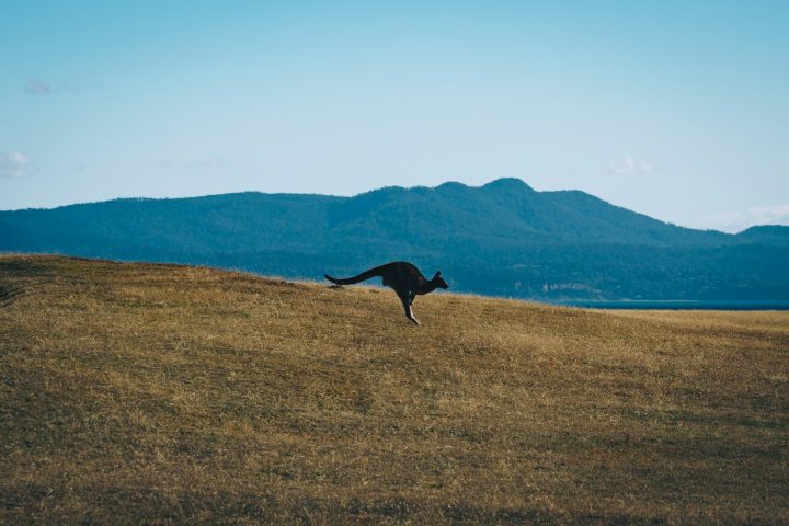 Hoje em dia, é comum ver cangurus se movimentando em grupos pelo deserto australiano e viajando longas distâncias em busca de comida e água.