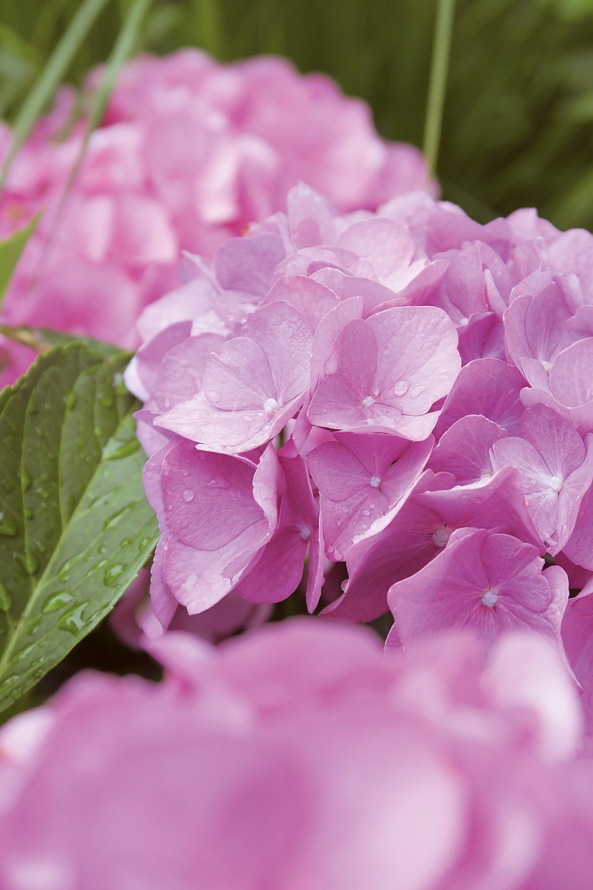 A beleza exuberante da hortênsia, nesse sentido, também está associada à abundância e à prosperidade. Tanto que ela costuma aparecer em ocasiões como celebrações de aniversários, casamentos e eventos especiais com elementos decorativos.