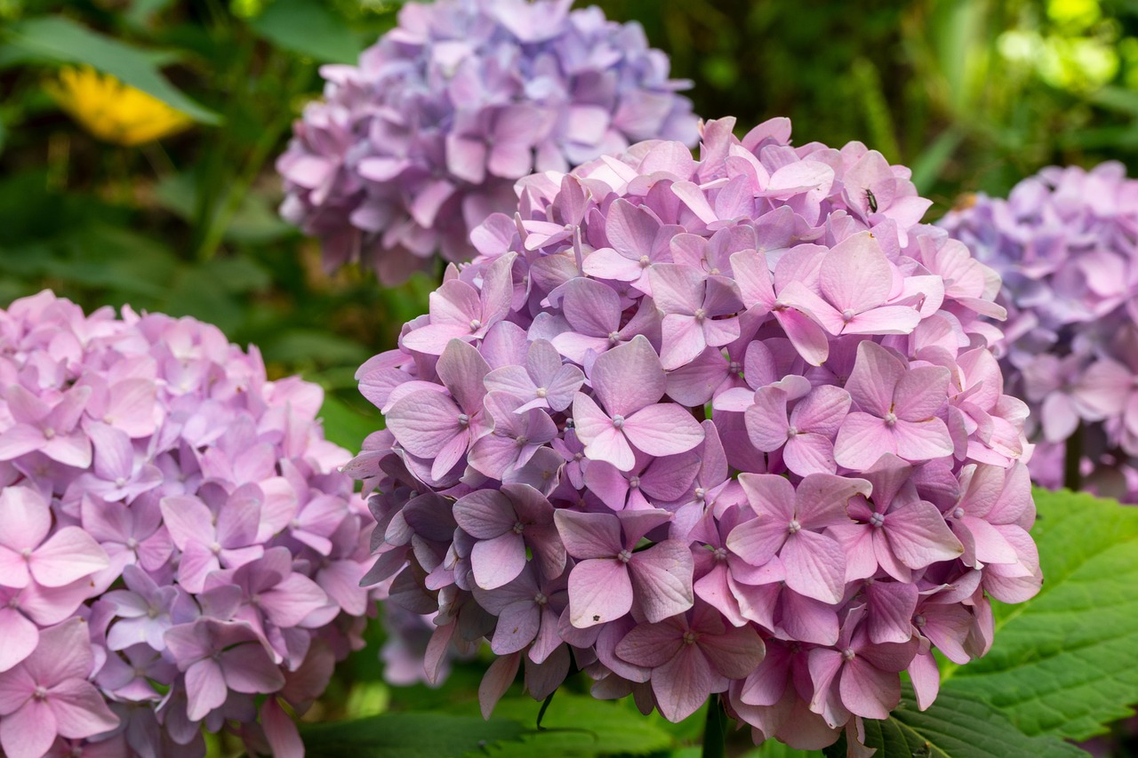 Dessa forma, hydrangea macrophylla é conhecida pelos nomes comuns de hortênsias, novelão, hidrângea, hidranja ou simplesmente granja, sendo uma espécie de fanerógama arbustiva.
