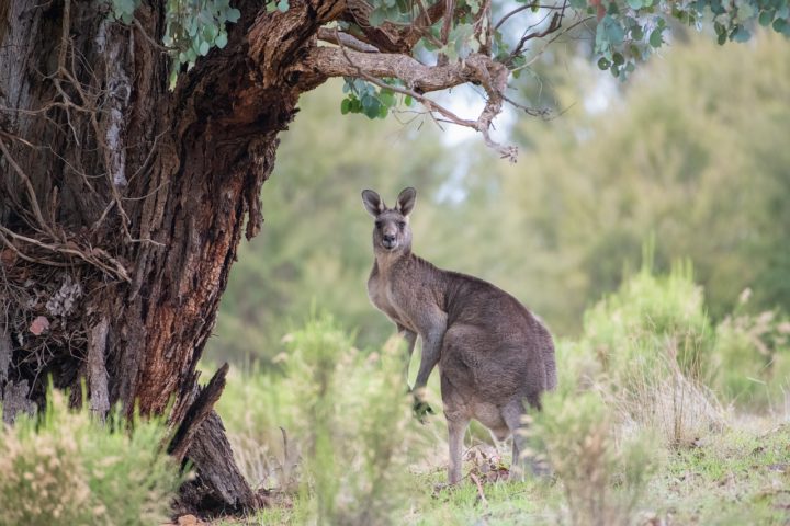 À mesma emissora, uma especialista em mundo animal disse que os cangurus são animais selvagens que enxergam os humanos e cachorros como predadores.