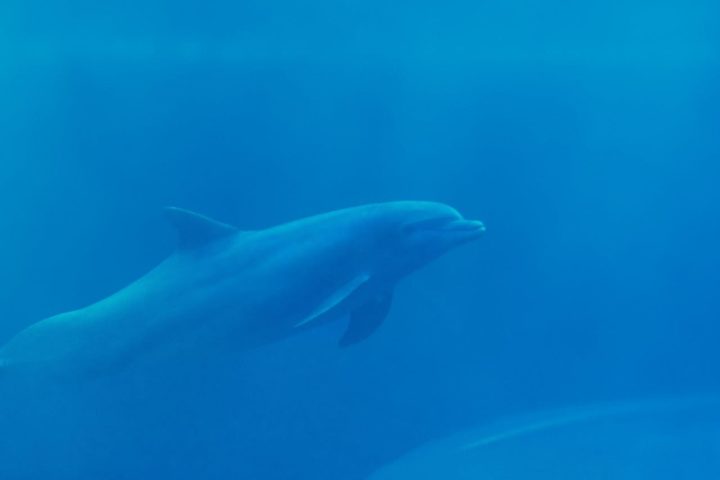 Apelidado de Delle pelos moradores de Svendborgsund, na Dinamarca, o comportamento do animal atraiu a atenção de cientistas da University of Southern Denmark (SDU).