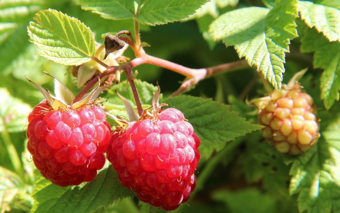 A framboesa se destaca por sua saborosa doçura e aroma característico, sendo utilizada em diversos produtos, como sucos, geleias, sorvetes e licores. Já as folhas deste fruto podem ser usadas no preparo de chás.