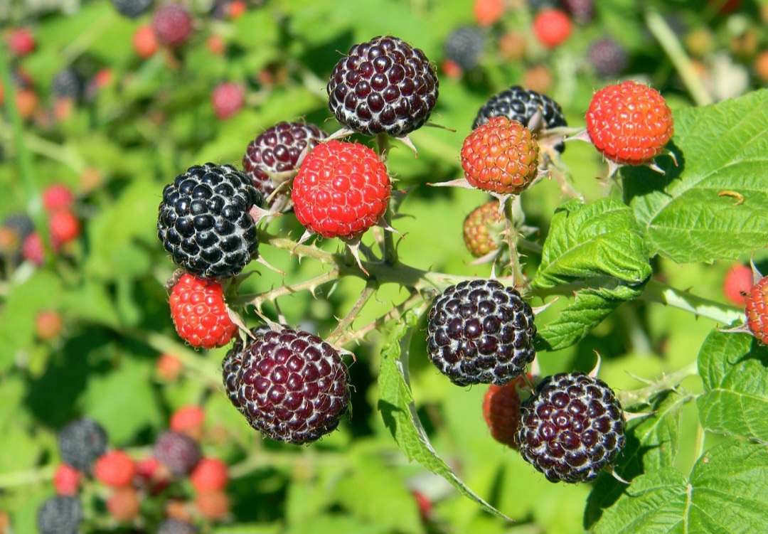 A saborosa fruta é rica em polifenóis, compostos bioativos com ação antioxidante e anti-inflamatória, que ajudam a diminuir os níveis de colesterol “ruim”, o LDL no sangue. Por este motivo, ajuda a evitar doenças cardíacas, como aterosclerose, infarto, trombose ou AVC.

