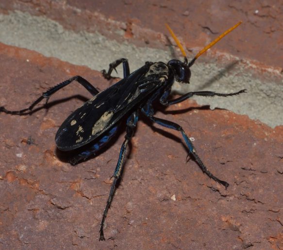 Como se não bastasse a fama de predadora implacável, a tarântula-falcão ainda tem uma picada que está classificada na escala 4 de dor. Apesar do tamanho intimidador, esta vespa não é agressiva e só ataca humanos para se defender.