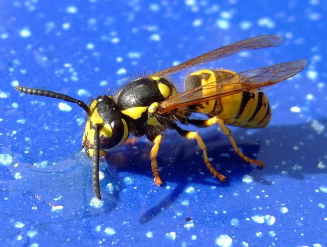 A sensação causada pela picada dessas vespas é descrita por Schmidt como apagar um charuto na língua. O nível de dor é o 2 de 4.