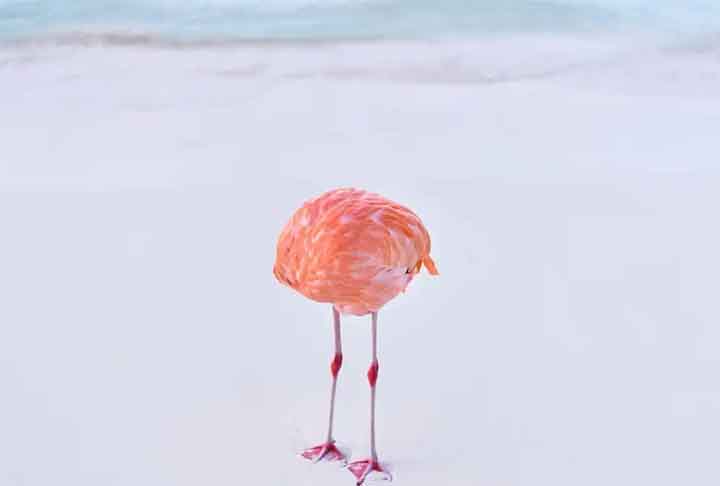 O flamingo é um dos animais mais belos da Natureza. Em julho de 2024, a foto de um flamingo aparentemente sem cabeça foi pivô de uma discussão. É que a foto ganhou um concurso de inteligência artificial, como se o autor tivesse recorrido à tecnologia para produzi-la. Mas era verdadeira. 