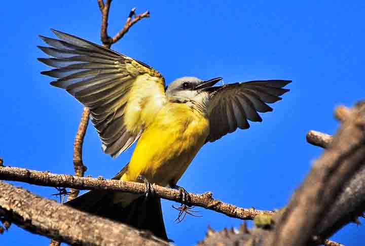 Da Vinci era também um observador incansável da natureza, investigando fenômenos como o voo dos pássaros e a dinâmica dos fluidos. 