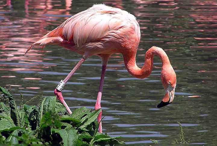 Os flamingos vivem em zonas úmidas, com lama, e águas pouco profundas, em barragens, açudes, lagoas, ou zonas de arrozal na América do Sul, na África, na Ásia e na Europa.