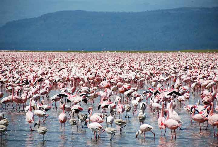 Os flamingos andam em grupo. Geralmente são compostos por algumas dezenas de aves, mas já foram registrados bandos de até 1 milhão. Dessa forma, se protegem contra predadores.