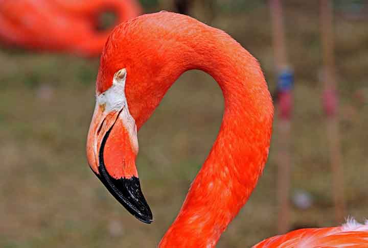 No entanto, o recorde de flamingo mais velho do mundo é de 83 anos, de um animal que morreu em 2014 em um zoológico da Austrália.