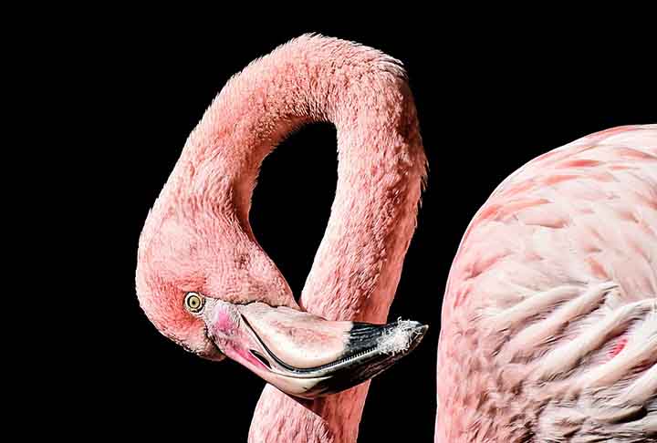 Assim como as demais aves, os flamingos não possuem dentes, mas seus bicos e línguas são revestidos com lamelas, uma estrutura semelhante a um pelo, que filtra a lama e o lodo de sua comida.