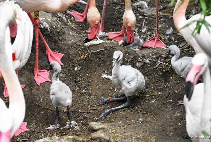 Os ovos de flamingo em grande maioria são brancos por fora e amarelados por dentro. No entanto, em alguns casos, as gemas podem ter uma tonalidade rosa. 