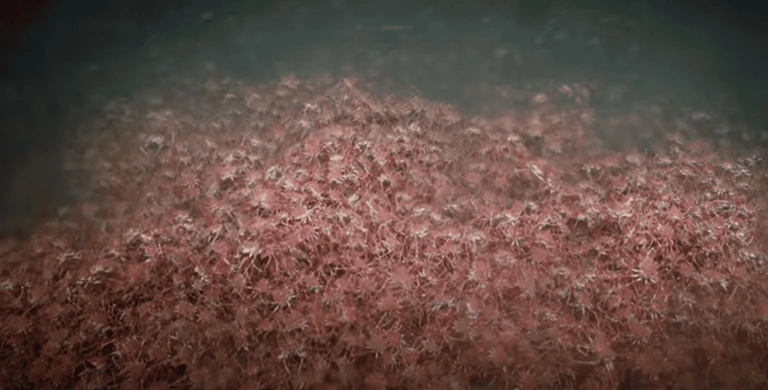 Uma equipe de biólogos avistou centenas de caranguejos-aranha reunidos nas profundezas do mar, numa espécie de 'tapete vermelho'. A imagem foi divulgada por pesquisadores do Schmidt Ocean Institute. Foi durante uma expedição nas proximidades da costa do Chile. 