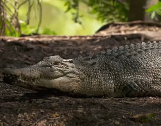 Fato número 6: Vivem por muito tempo - Muitos não sabem, mas os crocodilos podem viver mais do que um ser-humano. já que eles podem alcançar os 80 anos e, em condições específicas, podem atingir os 90 anos. 