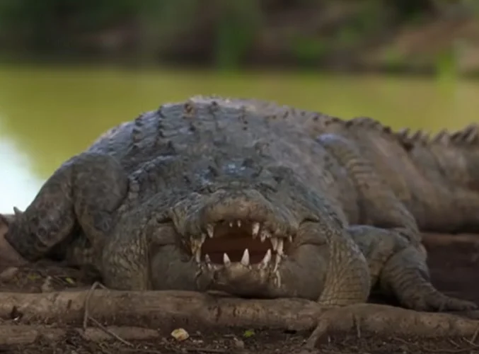 Fato número 3: Boca cheia de dentes  - Um dos motivos que as pessoas temem tanto um crocodilo é pela sua enorme boca. E esse medo tem sentido, já que nesta região do corpo esse animal costuma ter entre 70 e 80 dentes!