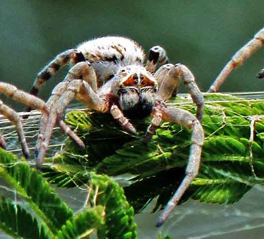 Segundo os estudos, o comportamento das aranhas sociais africanas varia drasticamente ao longo do tempo, influenciado por fatores como fome e ambiente.