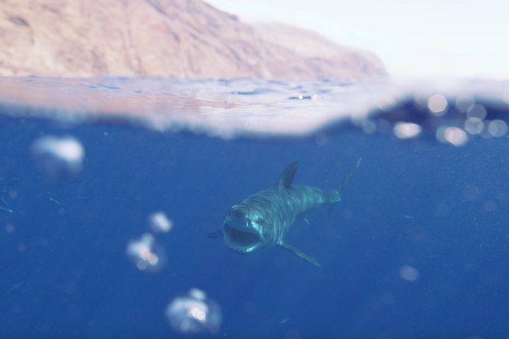 Certa vez, Daniel viveu um momento tenso na Ilha de Guadalupe, no Caribe. Durante uma expedição com turistas, uma mulher se aproximou da isca e acabou atraindo a atenção de uma fêmea de tubarão-branco, o que obrigou o fotógrafo a intervir rapidamente.