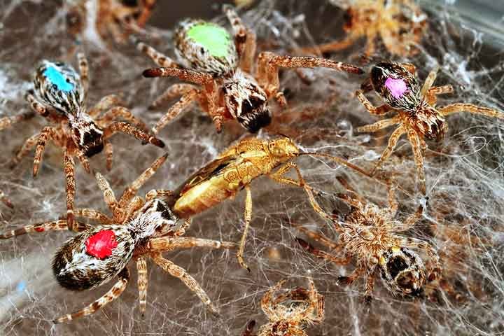 Os resultados mostraram que, embora algumas aranhas apresentassem padrões temporários, suas ações mudavam radicalmente, sem relação com comportamentos anteriores.
