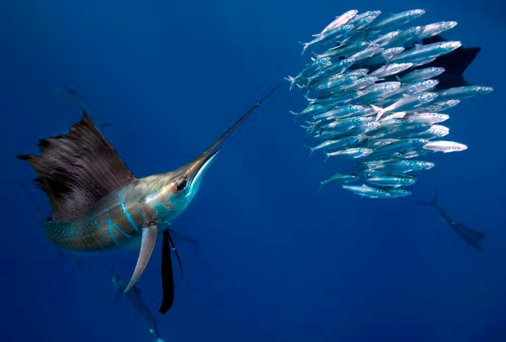 Criado no Rio de Janeiro, ele cresceu mergulhando com snorkel e identificando espécies marinhas. 