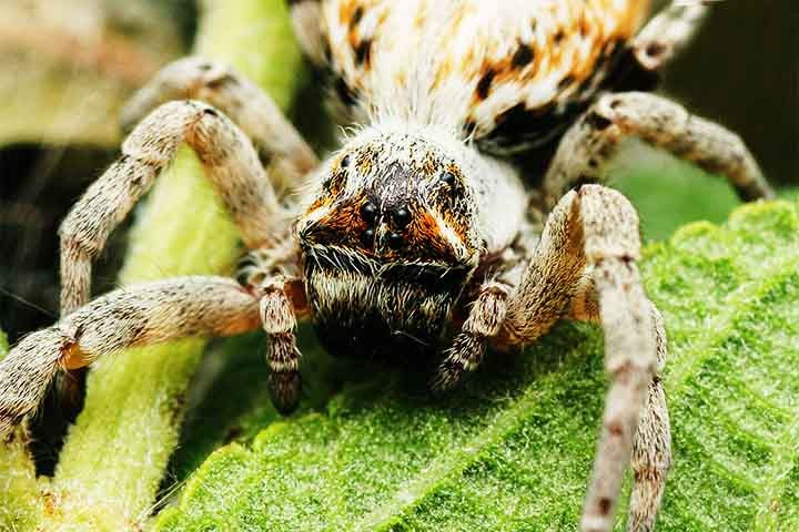 Todos colaboram na criação dos filhotes e na caça, e chegam a se sacrificar por crias que não são suas, o que reforça a ideia de um sistema social baseado na necessidade e na flexibilidade, e não em papéis sociais definidos ou hierarquias.