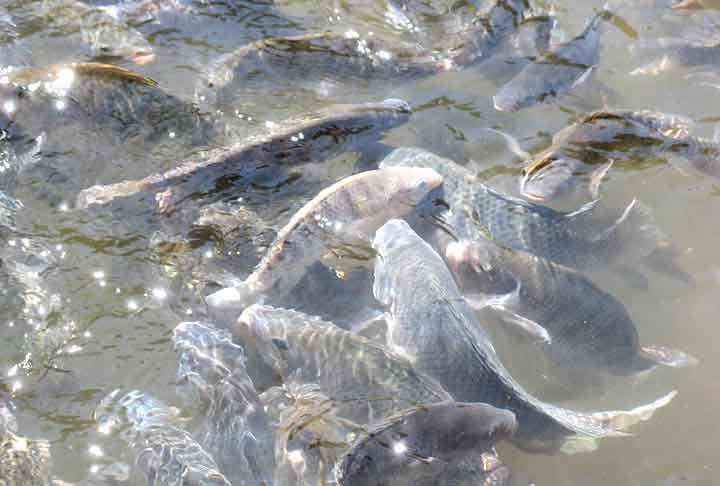 A tilápia é um peixe nativo de água doce e muito comum em mares brasileiros.
