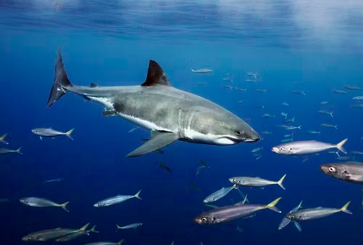 Sua abordagem é baseada em respeito, evitando confrontos. “Só contando com a misericórdia do animal”, brincou, em entrevista à revista GQ.