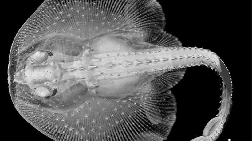 Em vez de mastigar, dentes podem ter surgido como sensores em tubarões e arraias no Cambriano, revela estudo na revista Nature