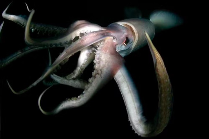 Essas lulas podem chegar a ter dois metros de comprimento e são conhecidas por tentar puxar mergulhadores para as profundezas.
